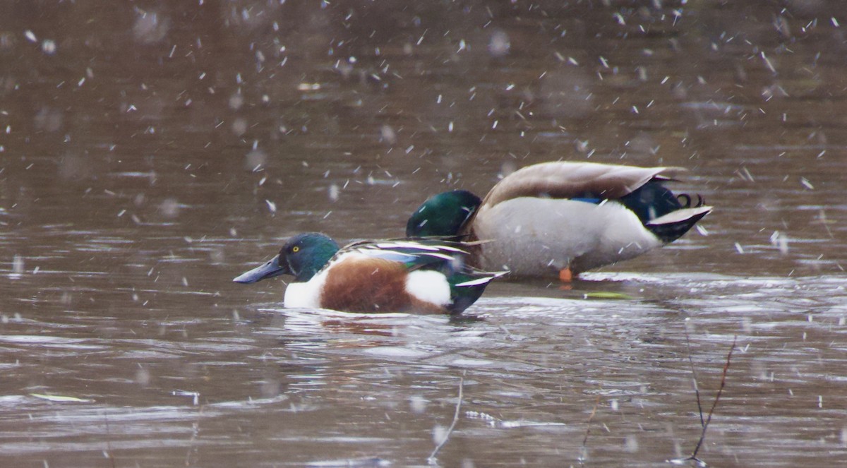 Northern Shoveler - ML645908688