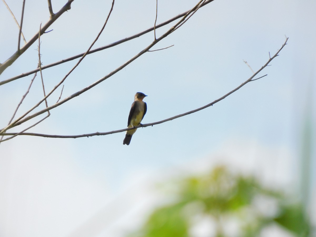 Southern Rough-winged Swallow - ML645908690