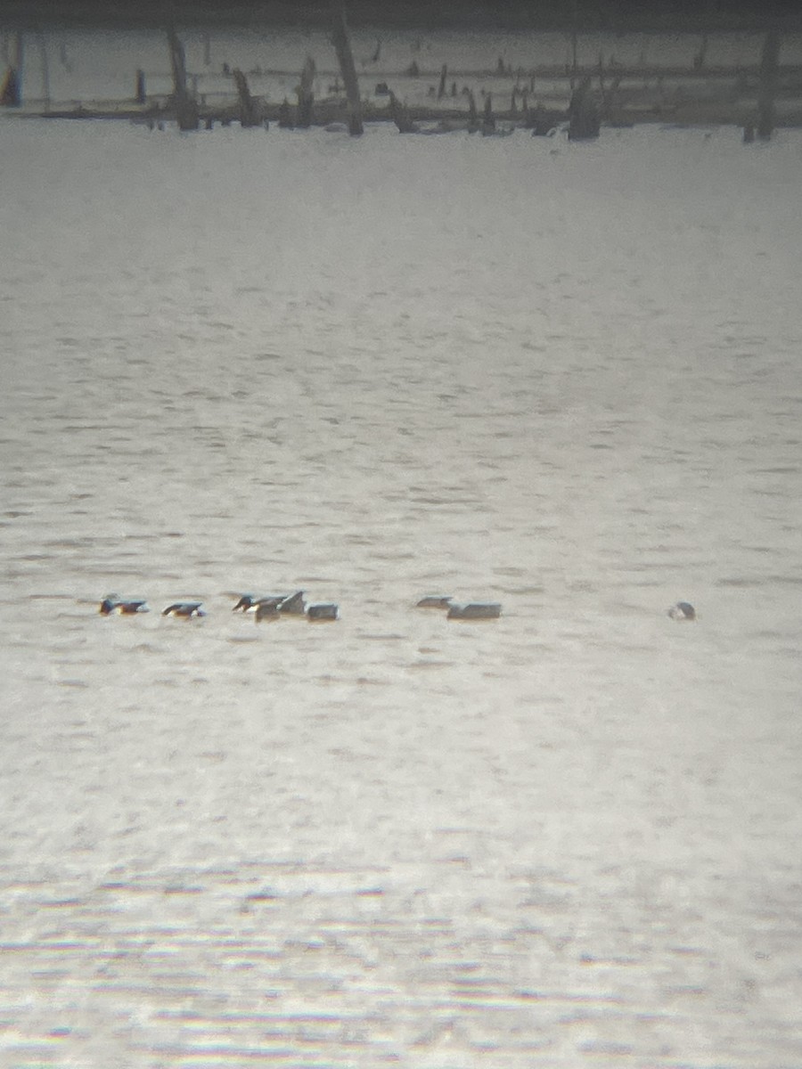 Northern Shoveler - ML645908693