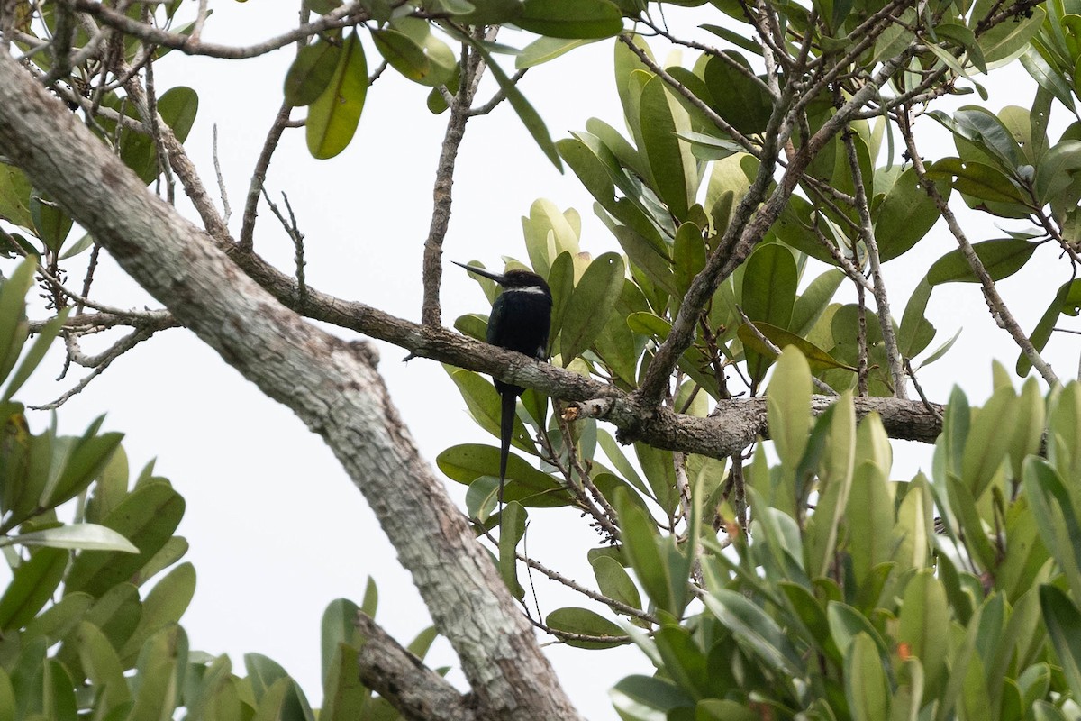 Paradise Jacamar - ML645908694