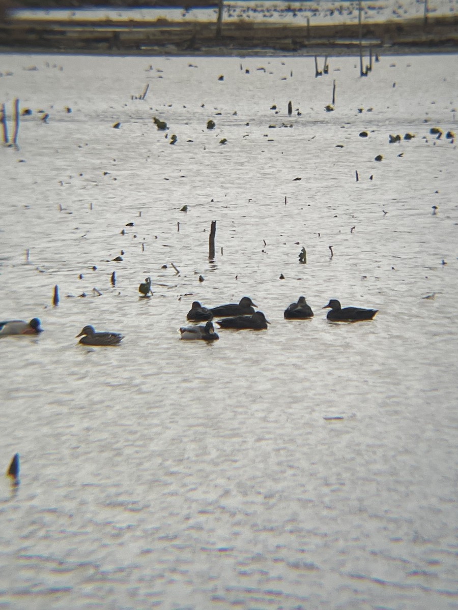 American Black Duck - ML645908698