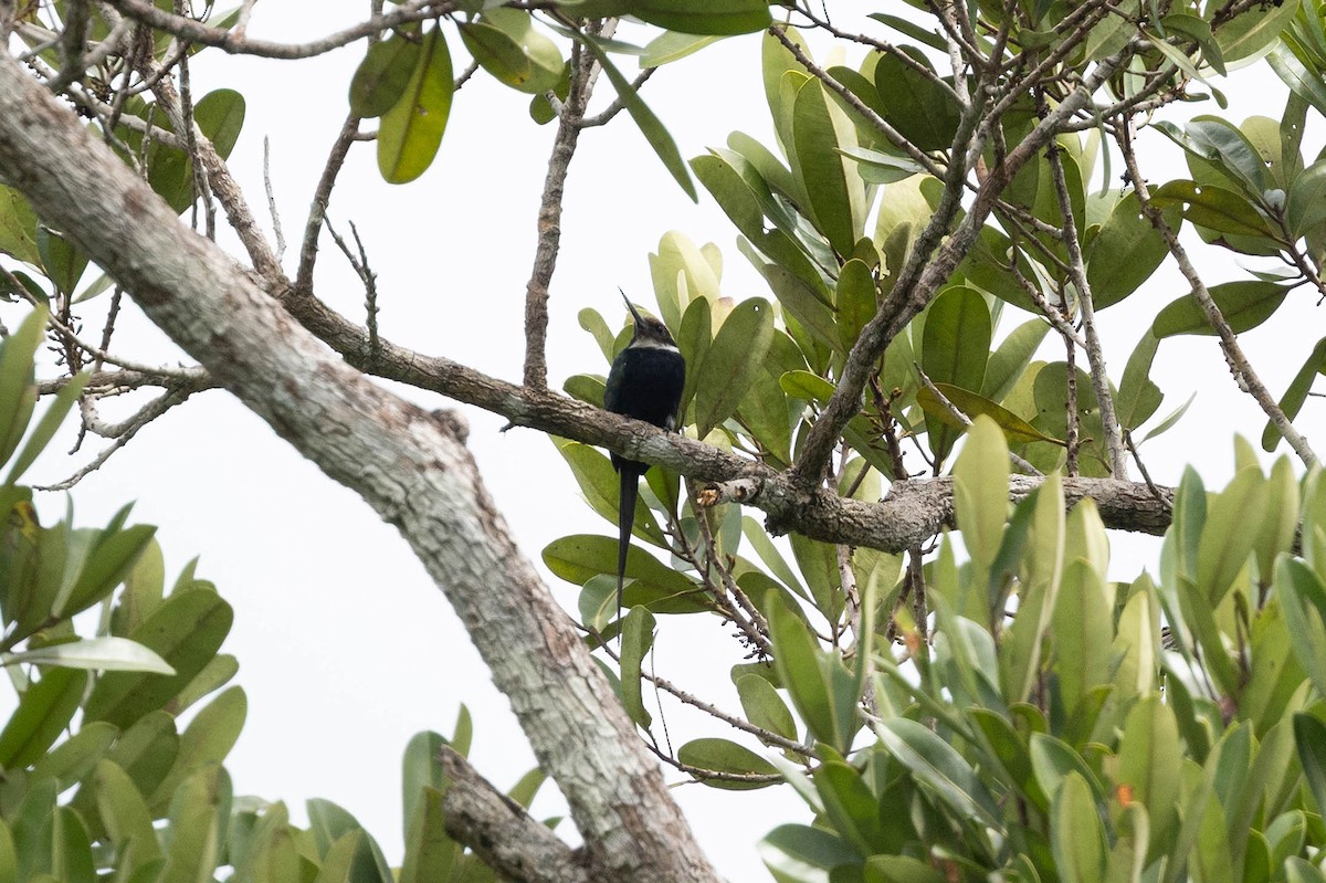 Paradise Jacamar - ML645908699