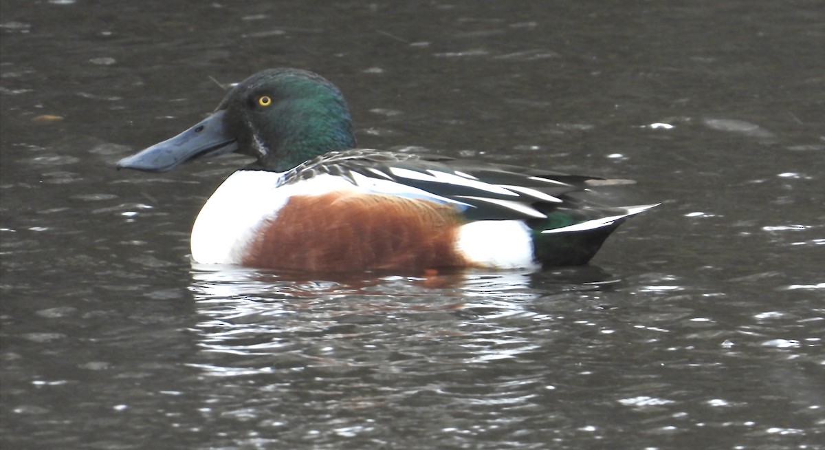 Northern Shoveler - ML645908708
