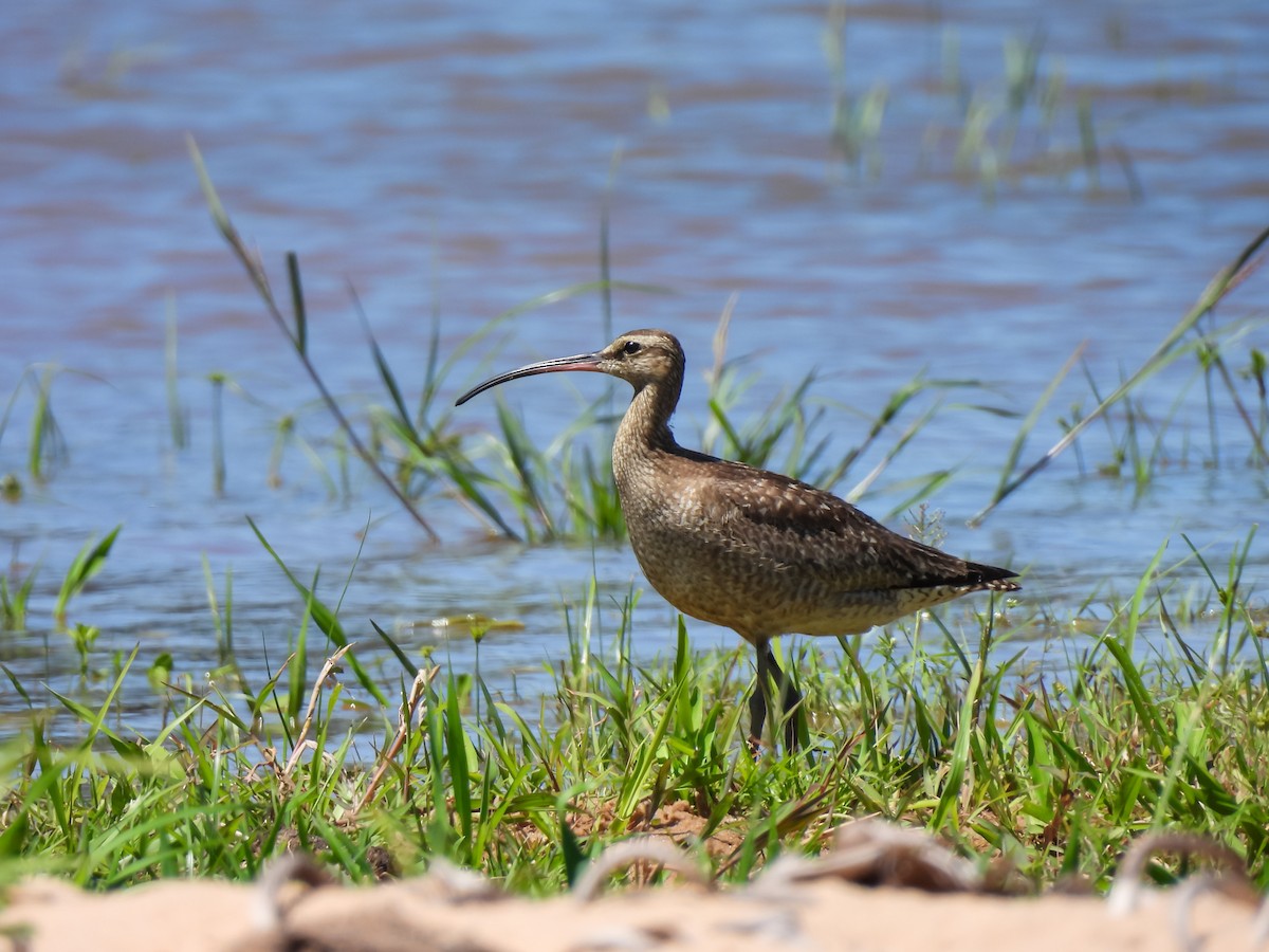 Hudsonian Whimbrel - ML645908710