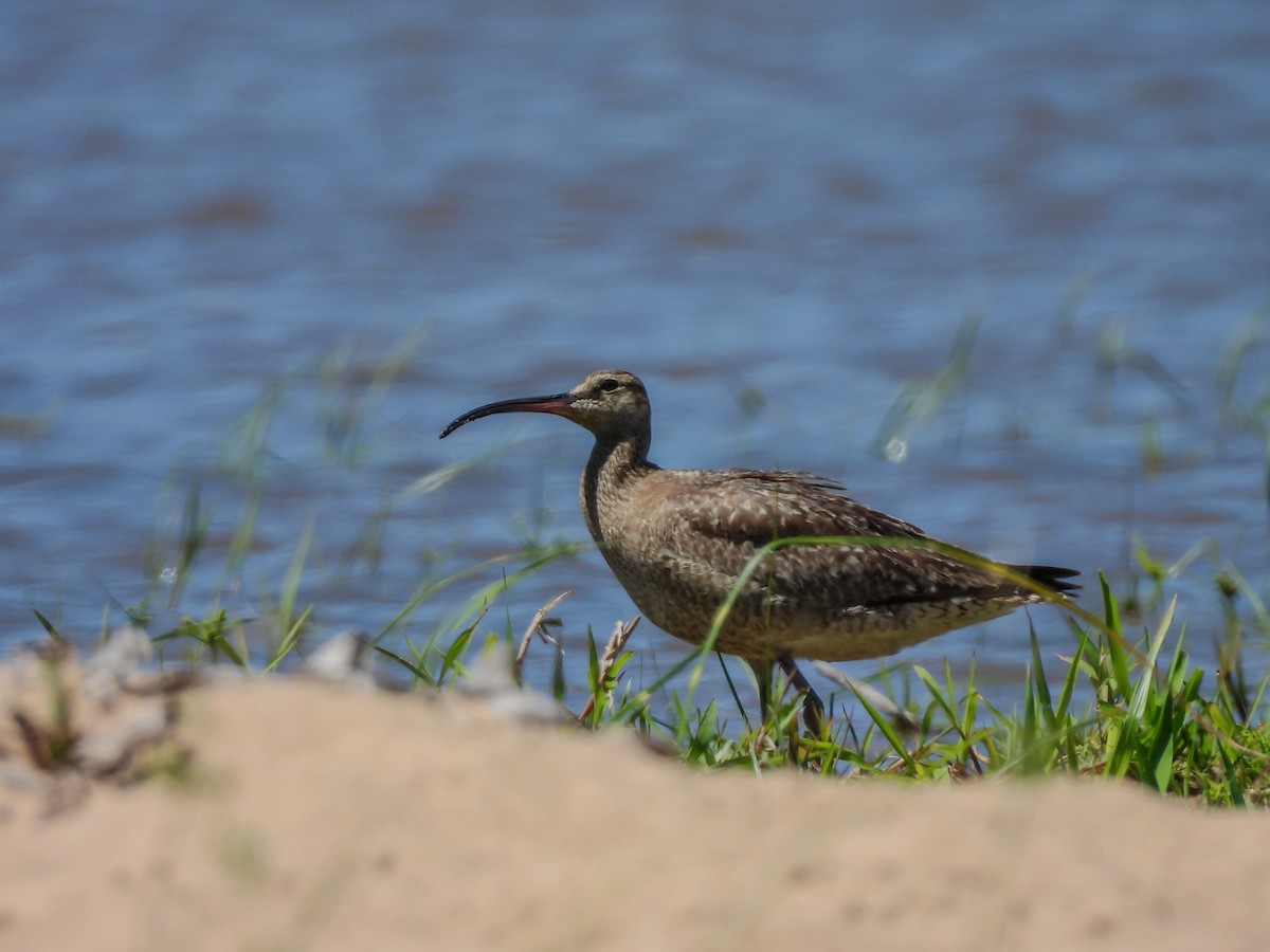 Hudsonian Whimbrel - ML645908711
