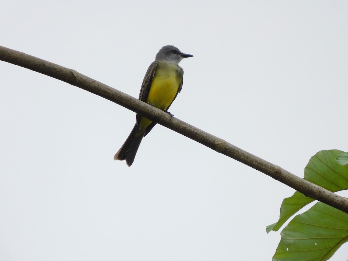 Tropical Kingbird - ML645908712