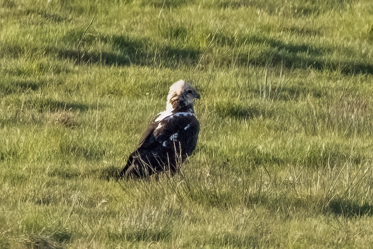 moták pochop - ML645908721