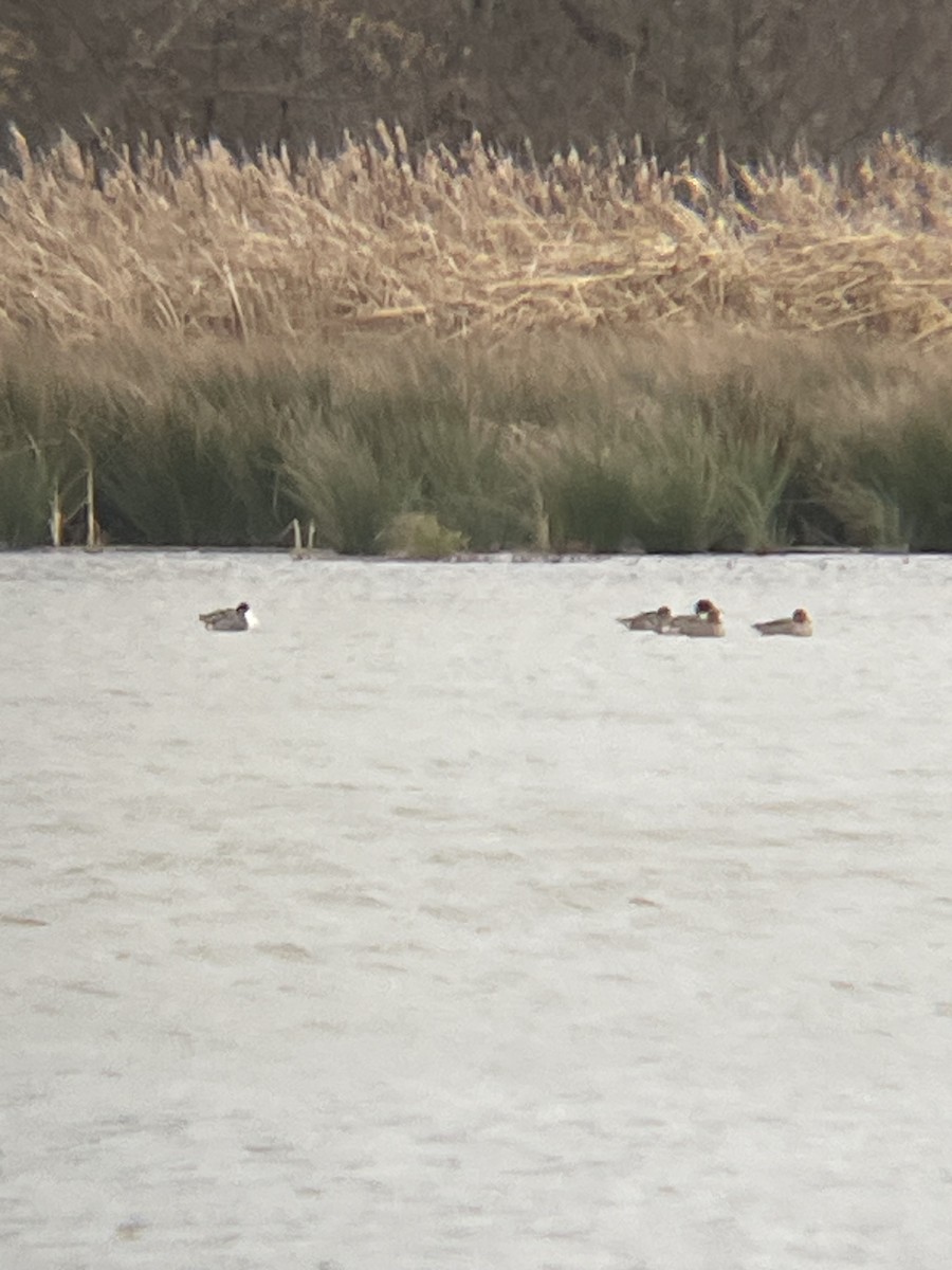Northern Pintail - ML645908722