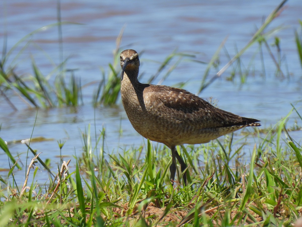Hudsonian Whimbrel - ML645908726