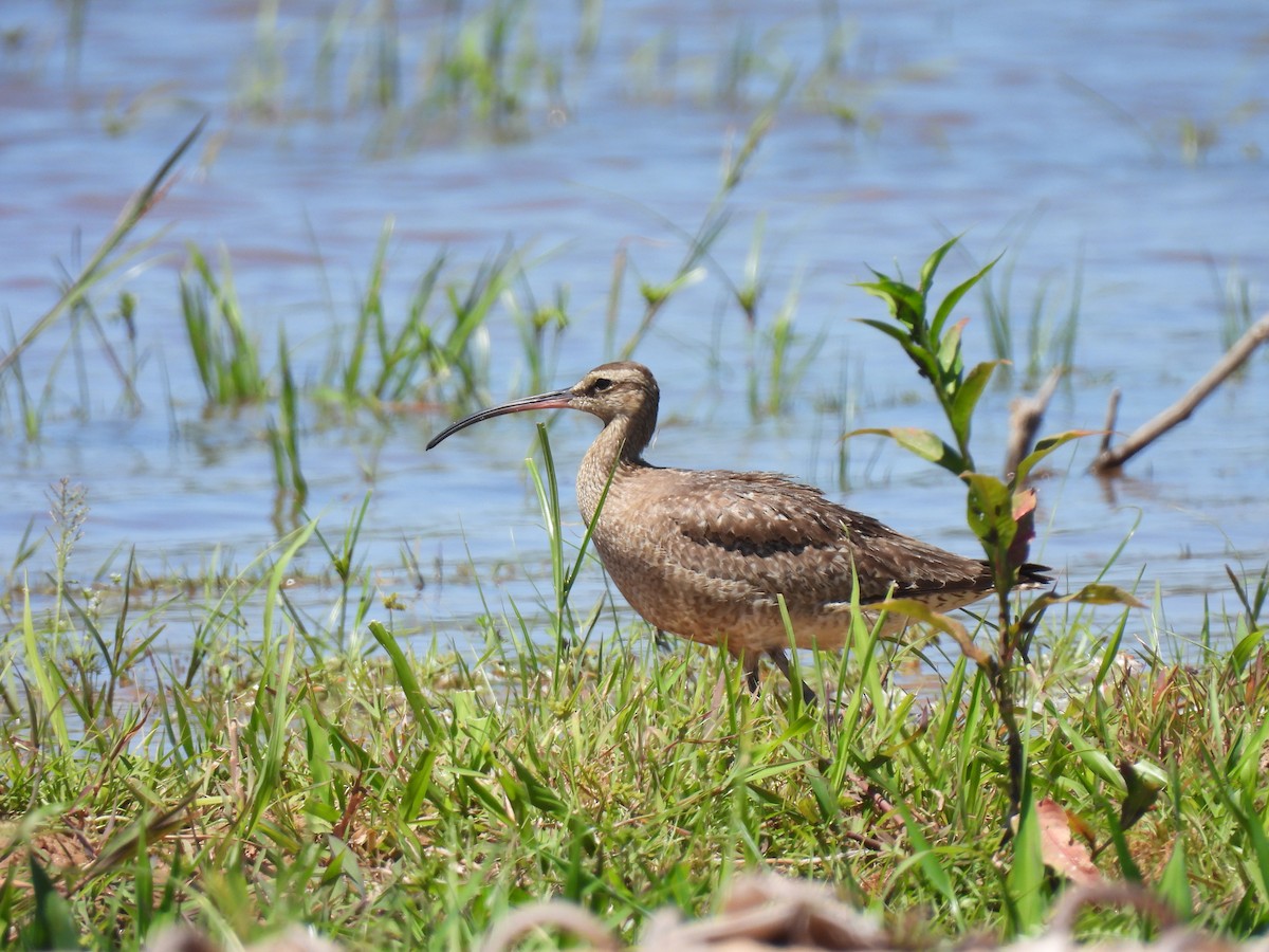Hudsonian Whimbrel - ML645908727