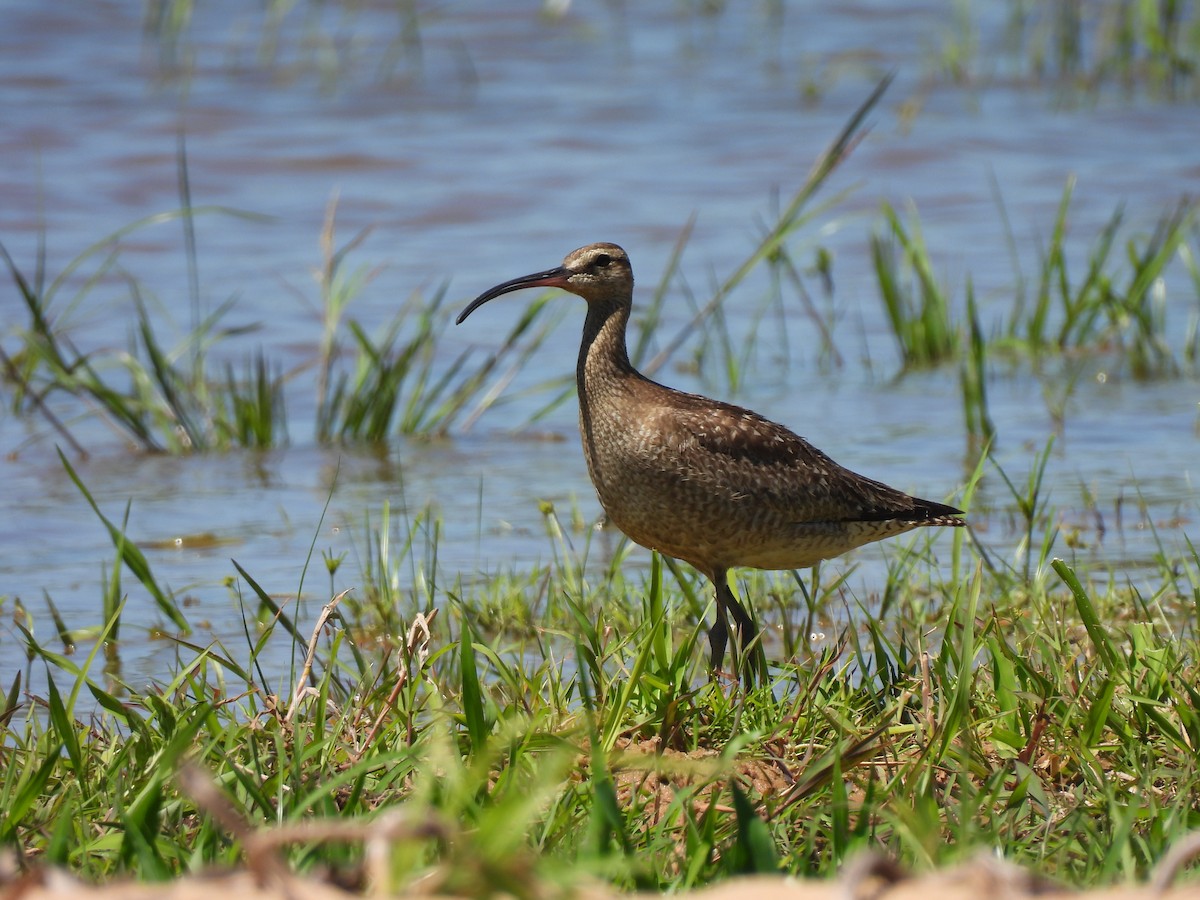 Hudsonian Whimbrel - ML645908729