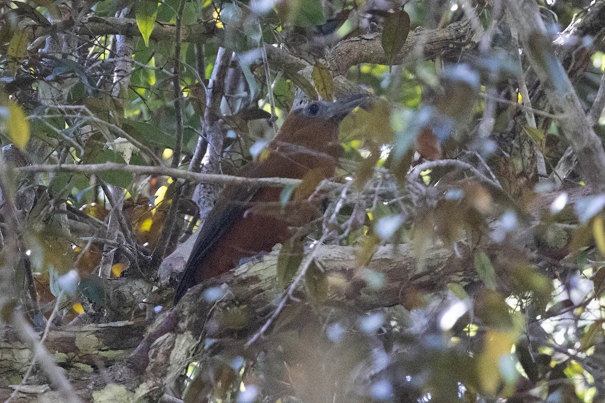 Capuchinbird - ML645908739