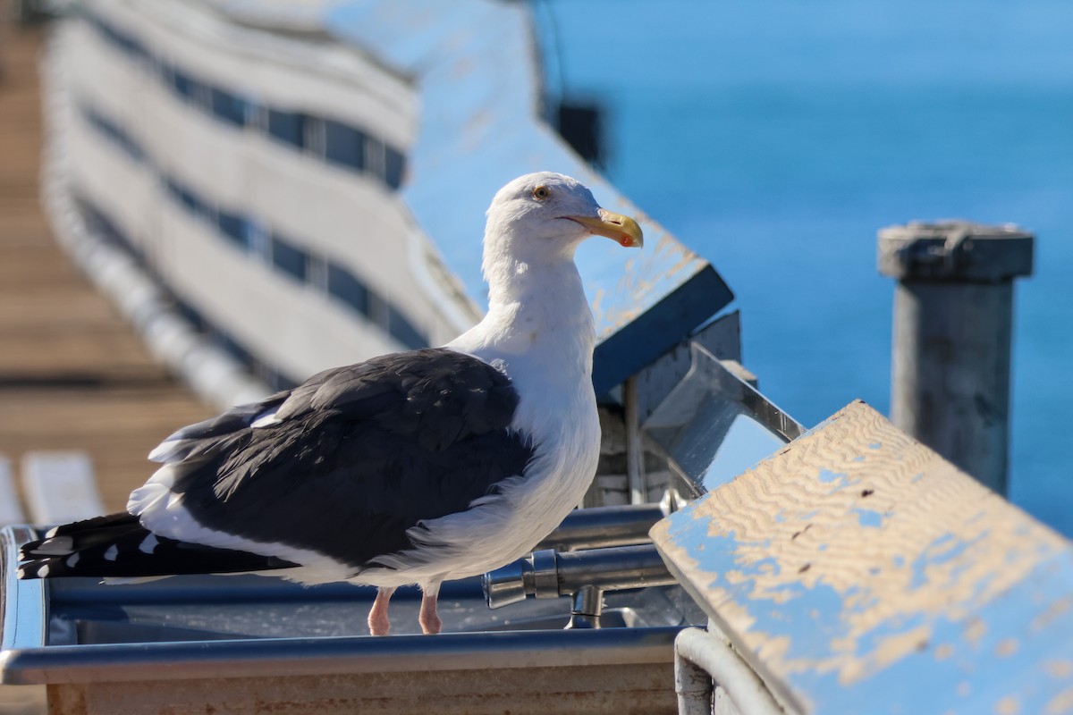 Western Gull - ML645908743