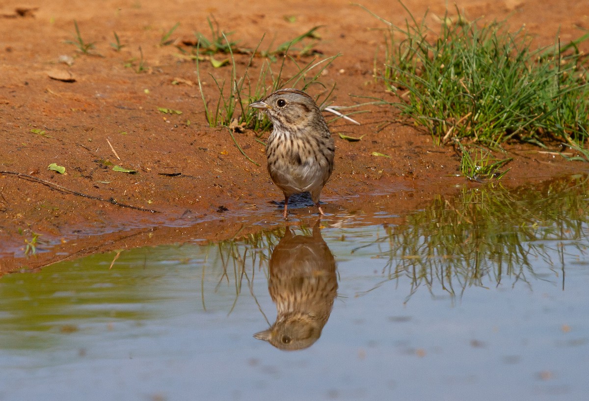 Lincoln's Sparrow - ML645908752