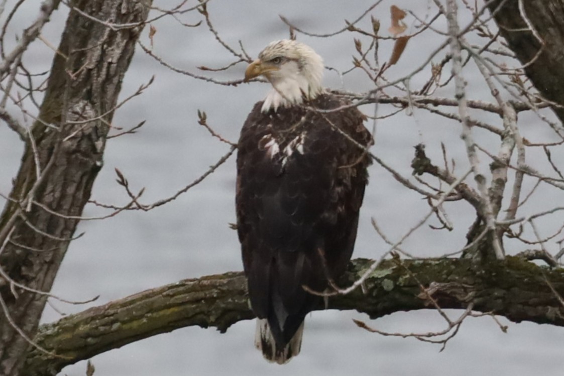Bald Eagle - ML645908753
