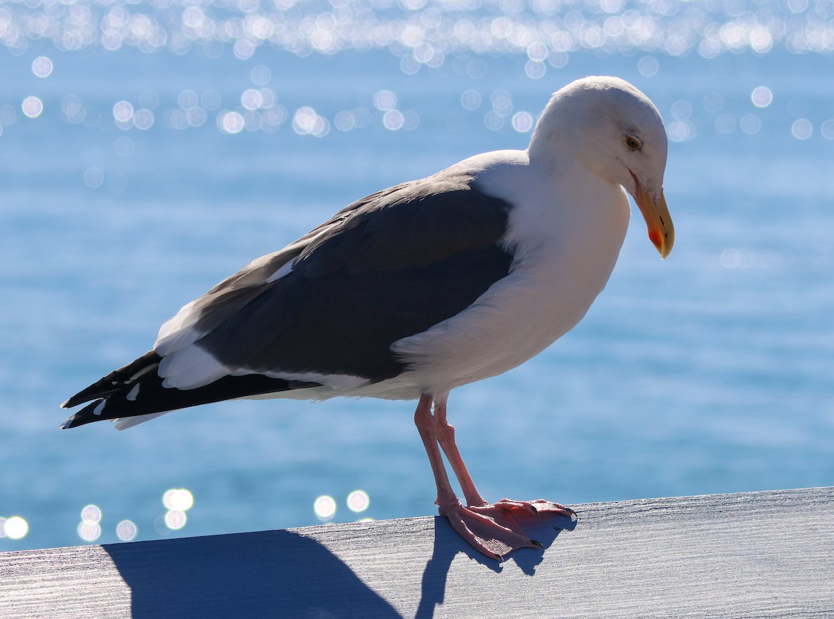 Western Gull - ML645908756