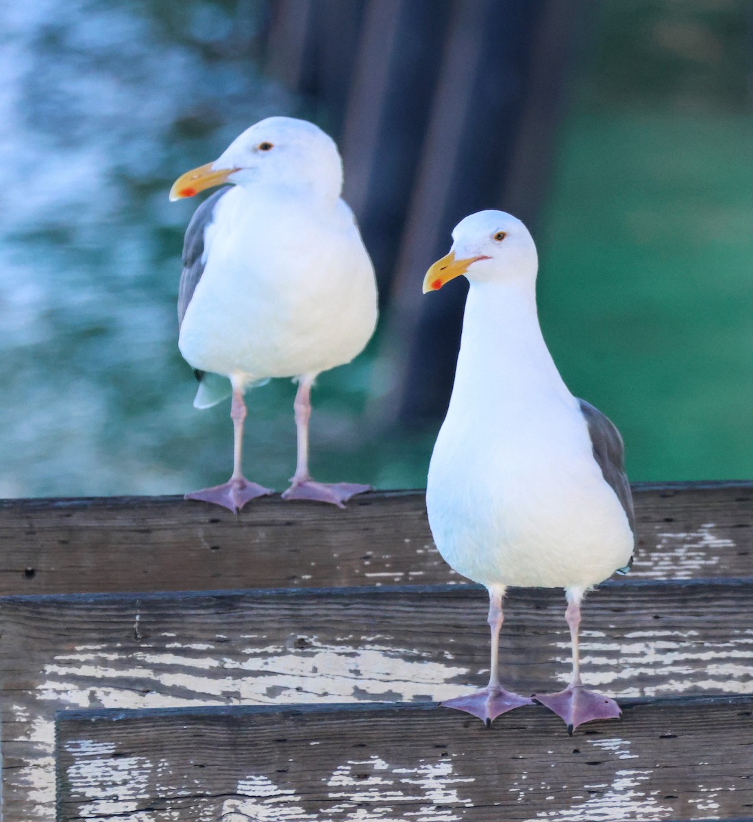 Western Gull - ML645908757
