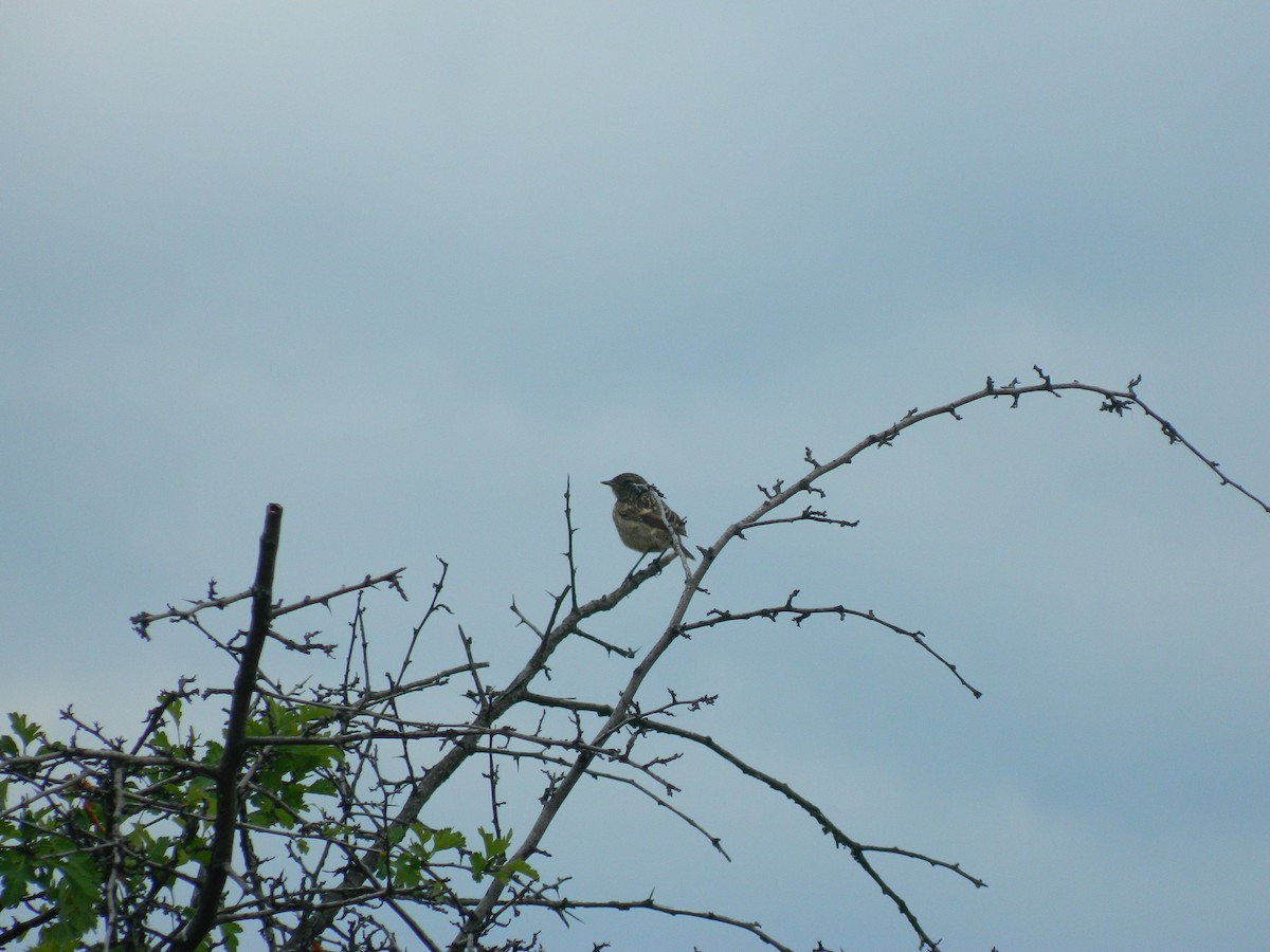 European Stonechat - ML645908760
