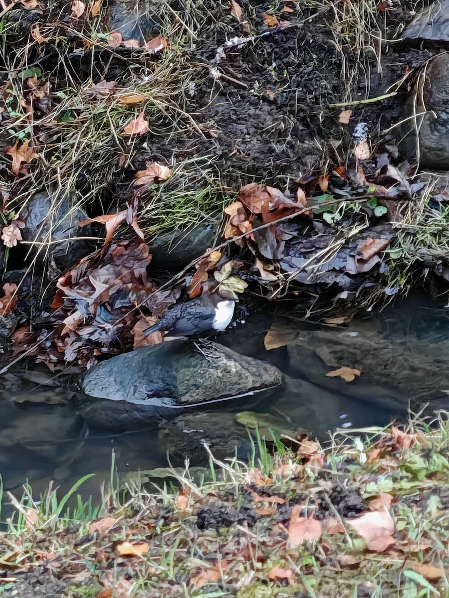White-throated Dipper - ML645908765