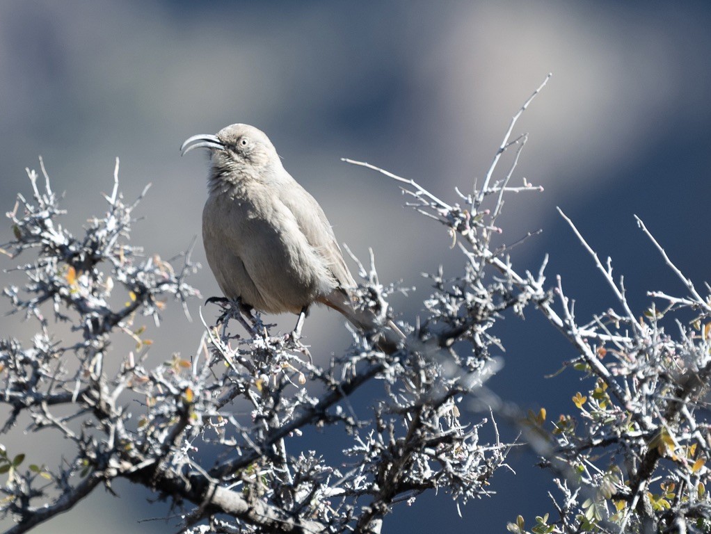 Crissal Thrasher - ML645908770