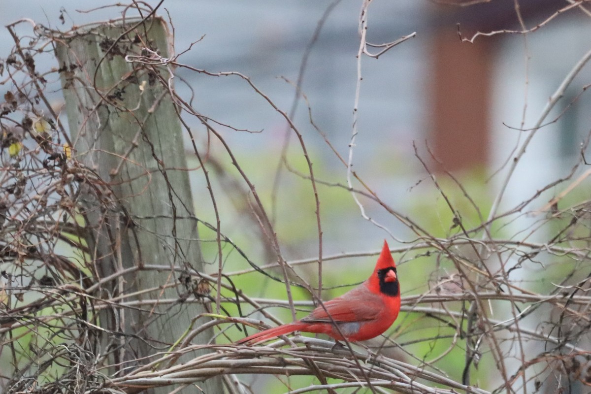 Northern Cardinal - ML645908773