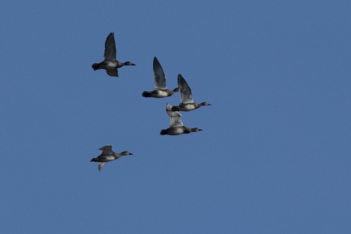 kopřivka obecná - ML645908774