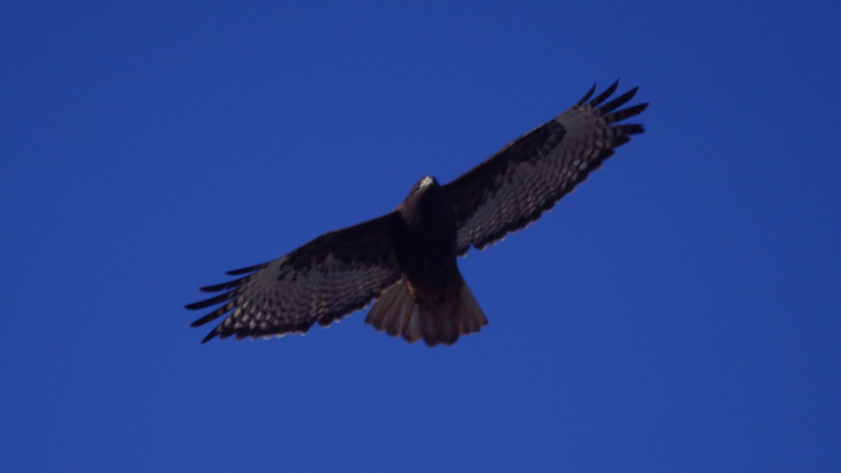 Rotschwanzbussard (calurus/alascensis) - ML645908776