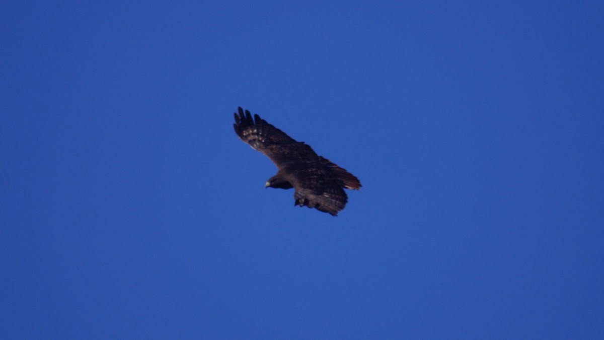 Rotschwanzbussard (calurus/alascensis) - ML645908778