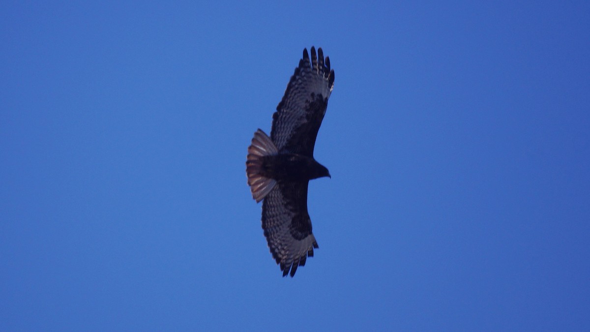 Rotschwanzbussard (calurus/alascensis) - ML645908779