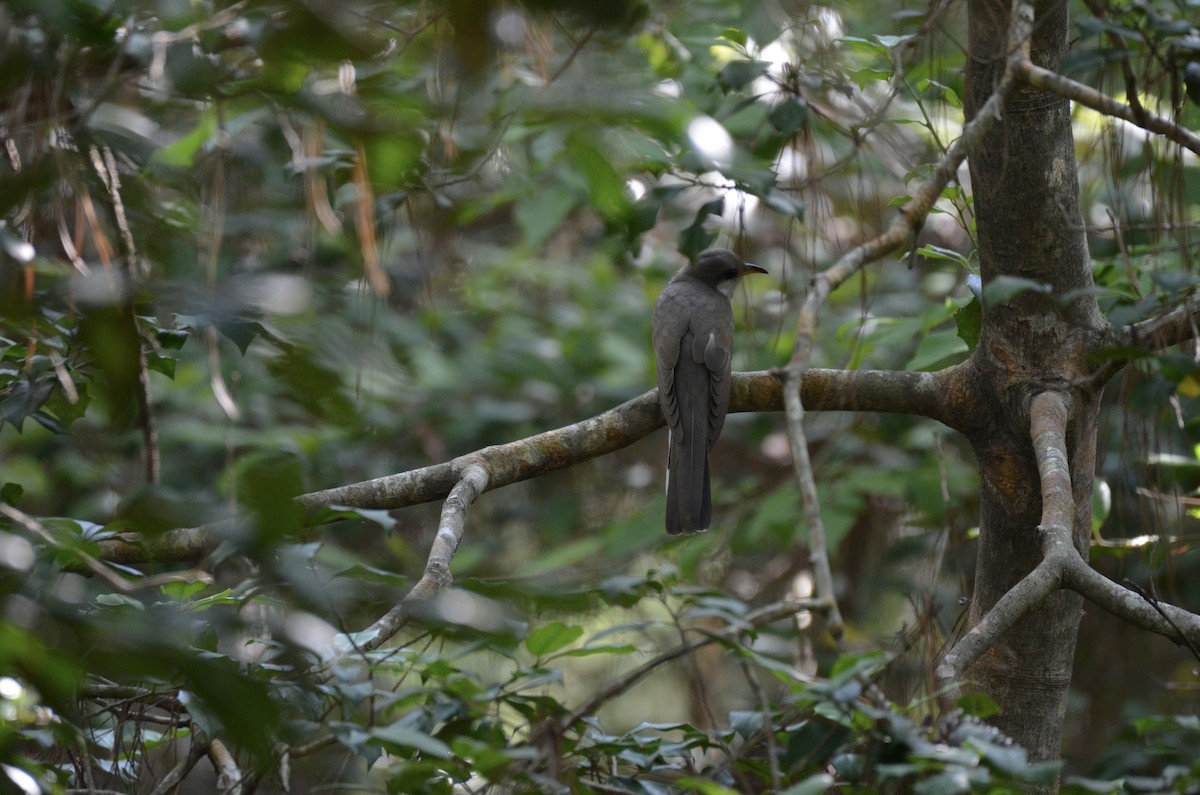 Yellow-billed Cuckoo - ML645908786