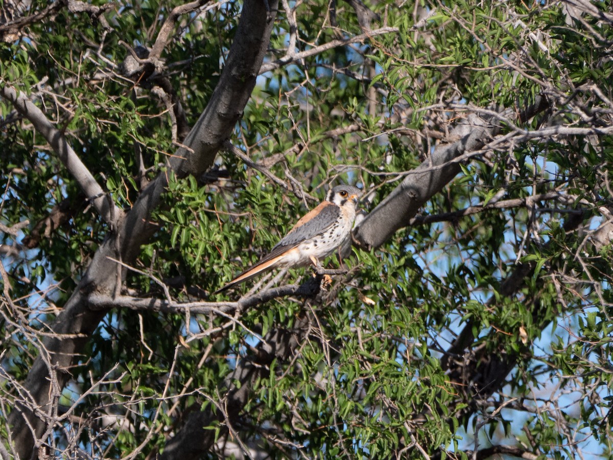 American Kestrel - ML645908790