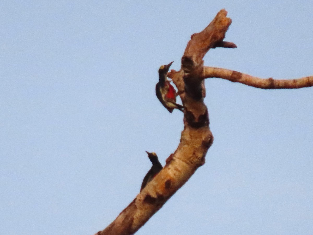 Yellow-tufted Woodpecker - ML645908794