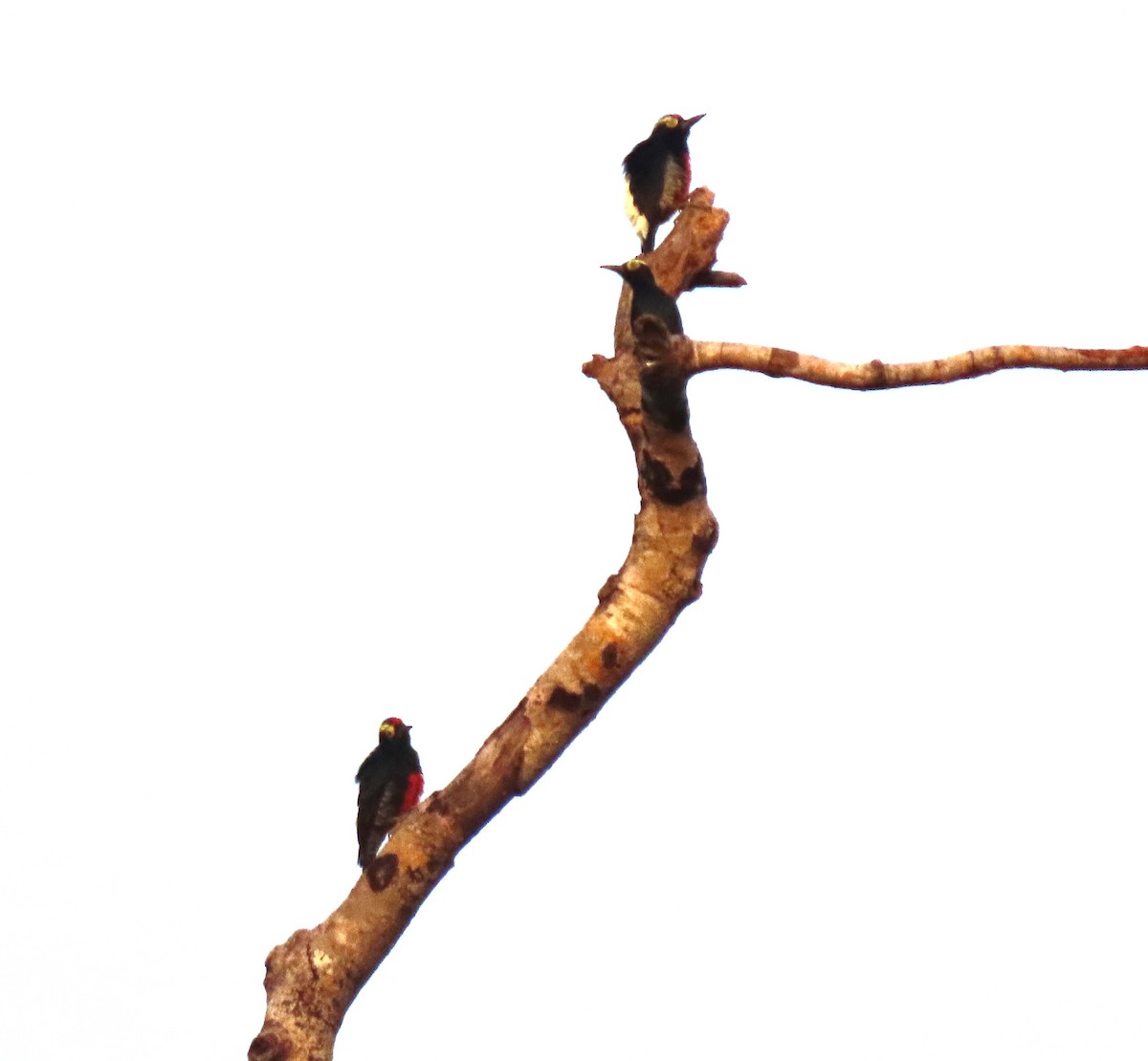 Yellow-tufted Woodpecker - ML645908795