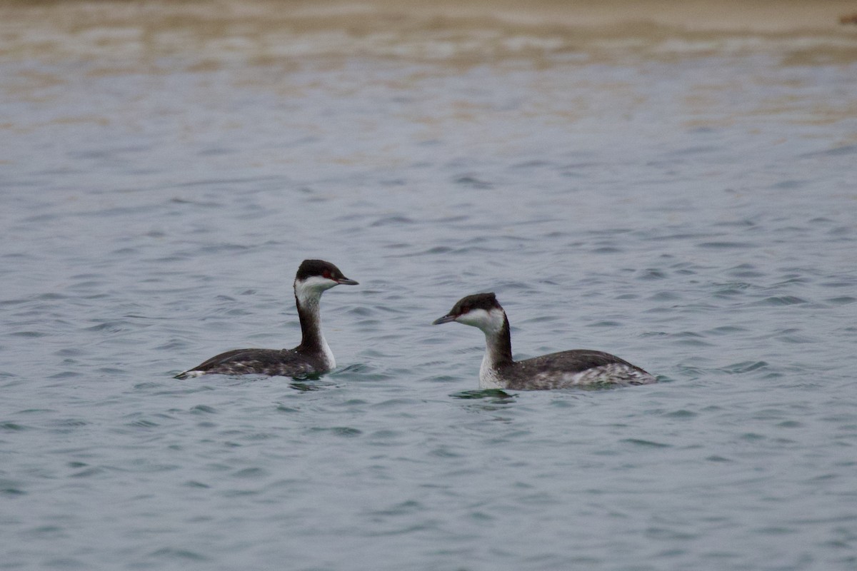 ミミカイツブリ - ML645908798