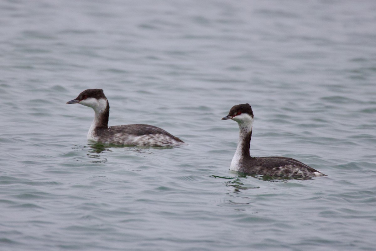 ミミカイツブリ - ML645908799