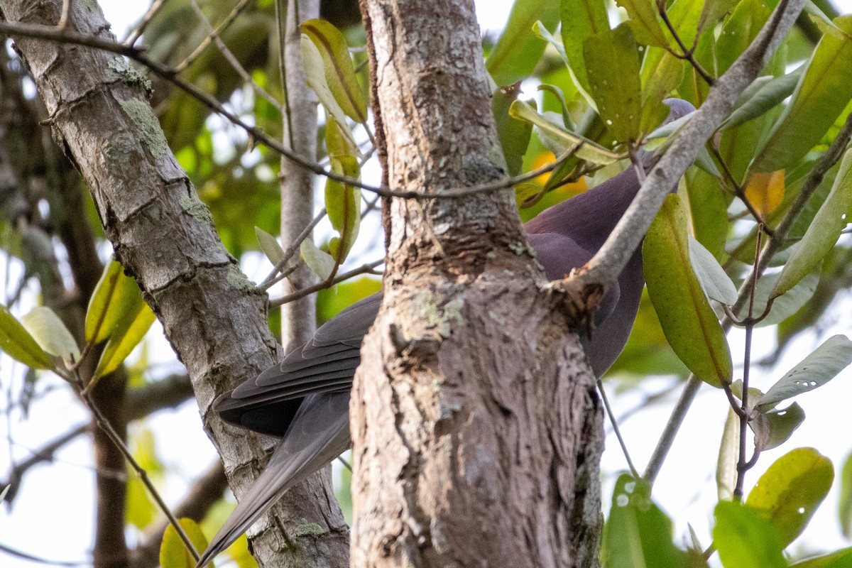 Paloma Colorada - ML645908809