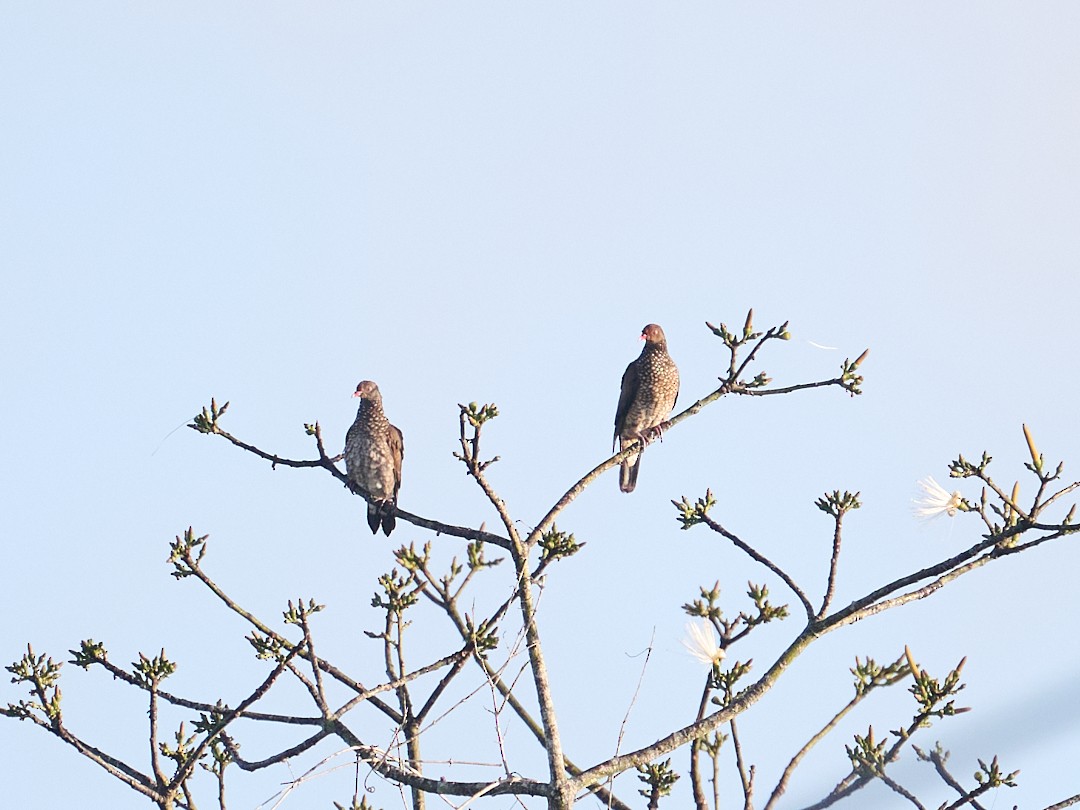 Scaled Pigeon - ML645908810