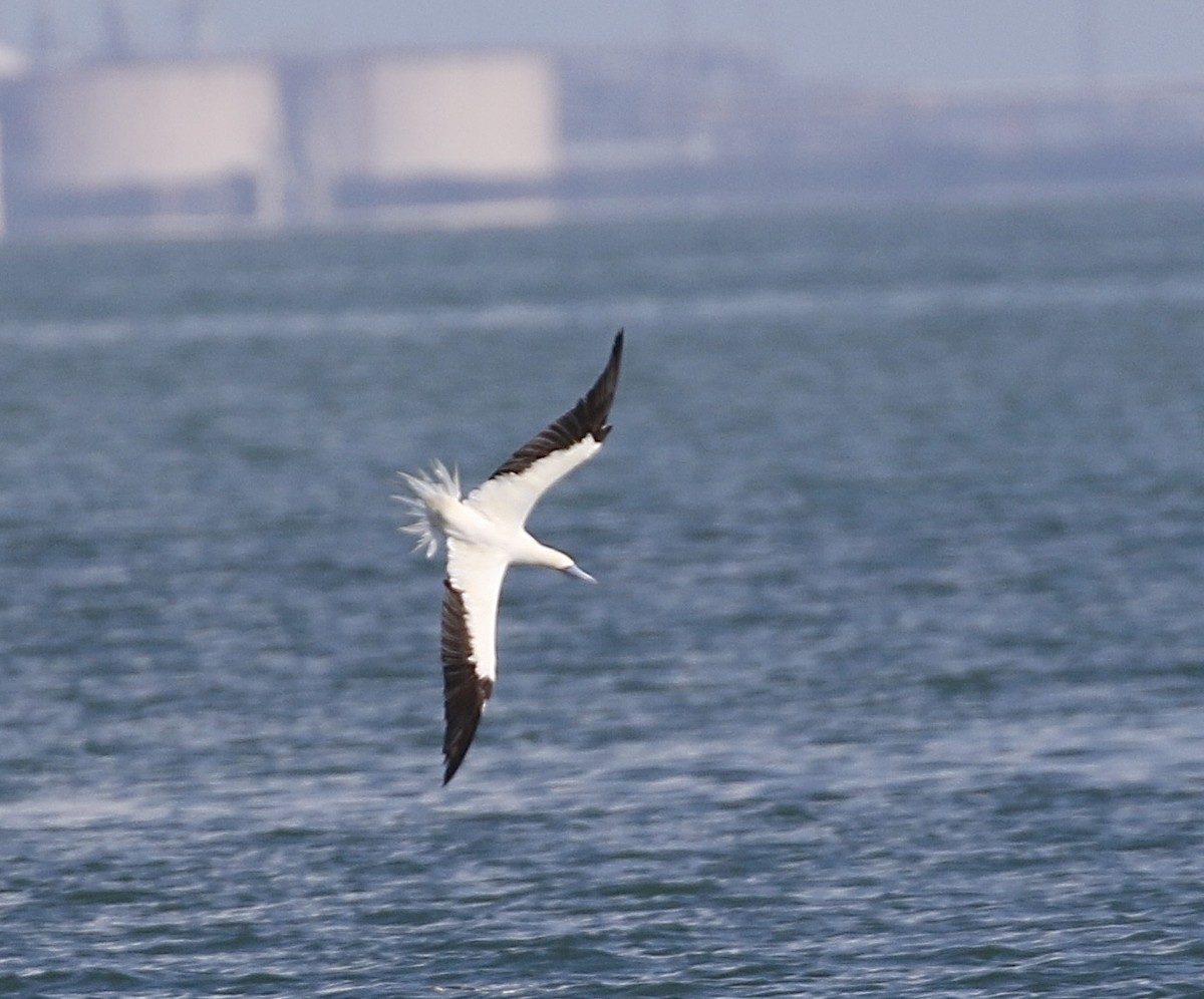 Сула червононога - ML645908811