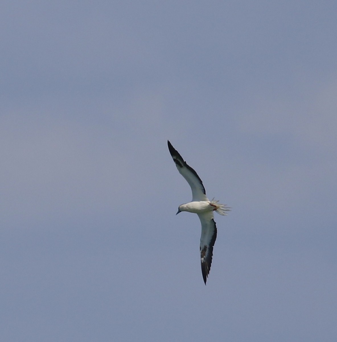 Сула червононога - ML645908814