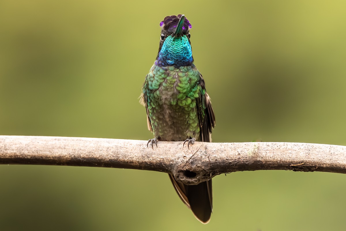 Talamanca Hummingbird - ML645908815