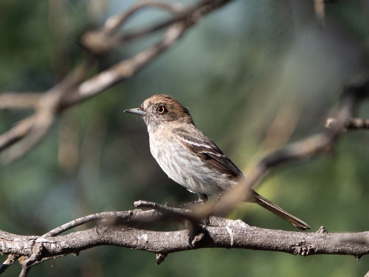 Cinereous Tyrant - ML645908816