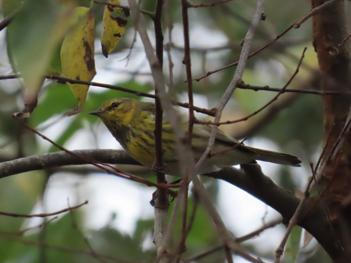 ホオアカアメリカムシクイ - ML645908824