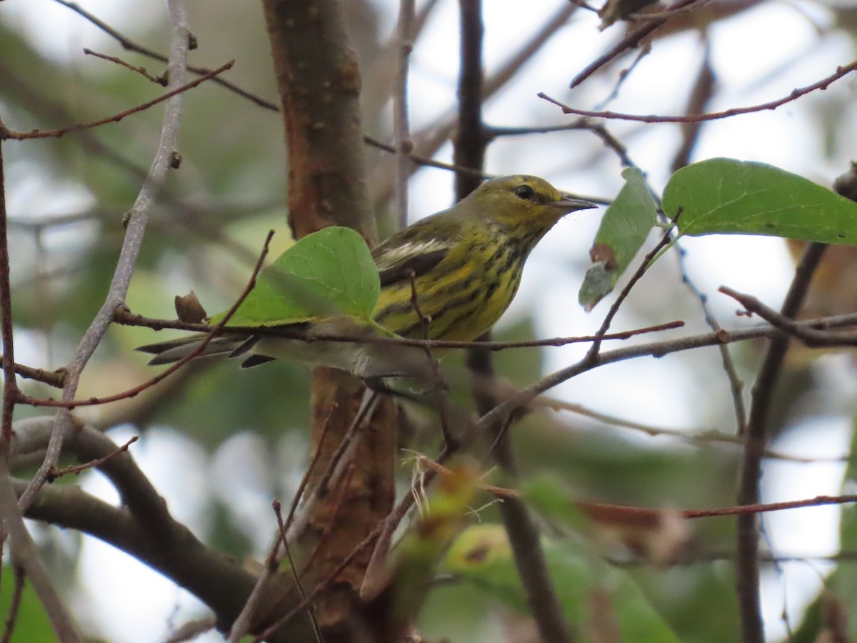 ホオアカアメリカムシクイ - ML645908826