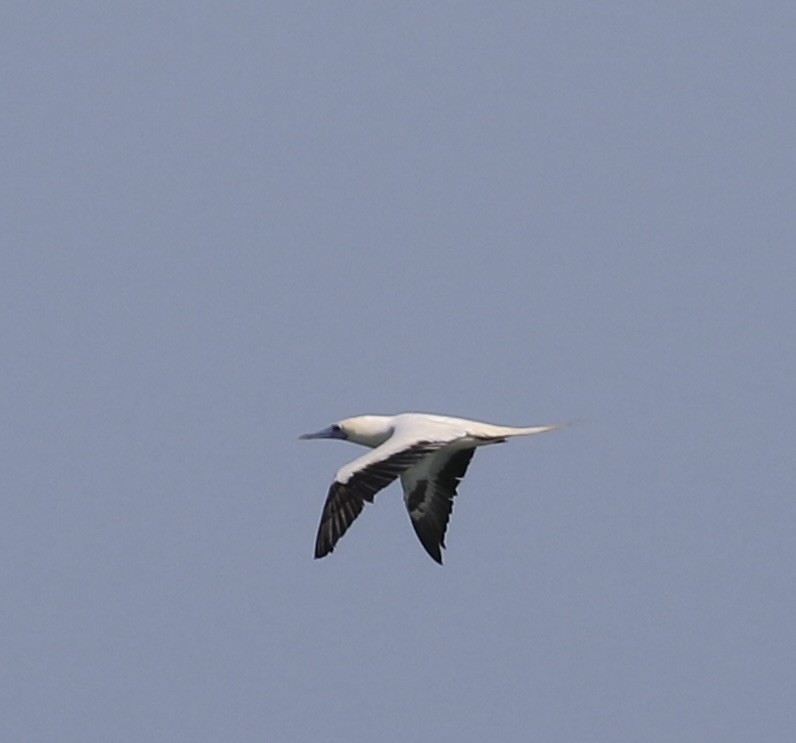 Сула червононога - ML645908827