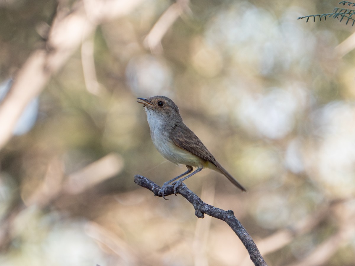 Fulvous-crowned Scrub-Tyrant - ML645908829
