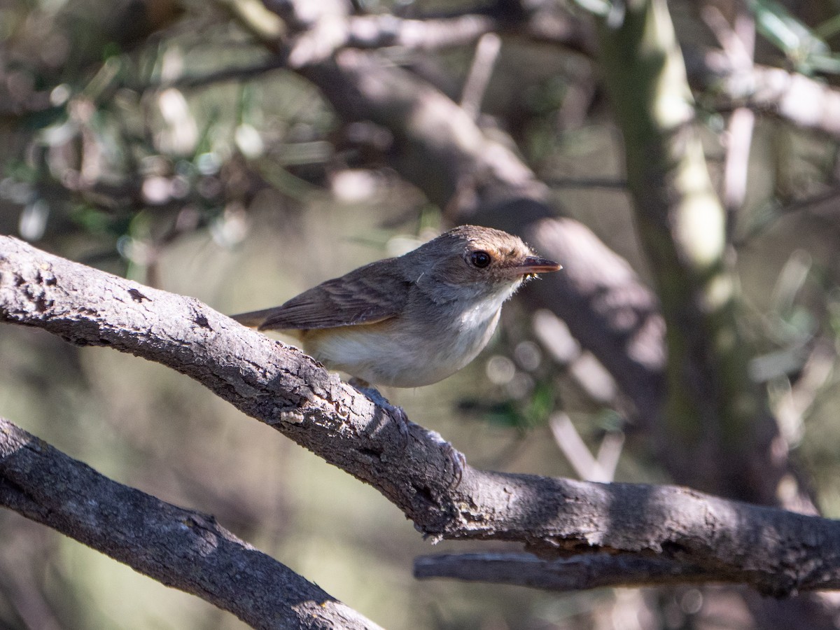 Fulvous-crowned Scrub-Tyrant - ML645908830
