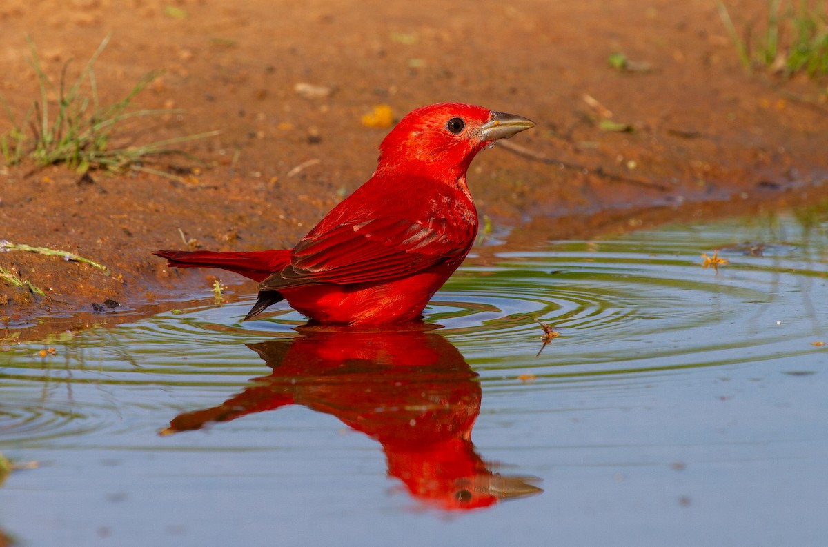 Summer Tanager - ML645908835