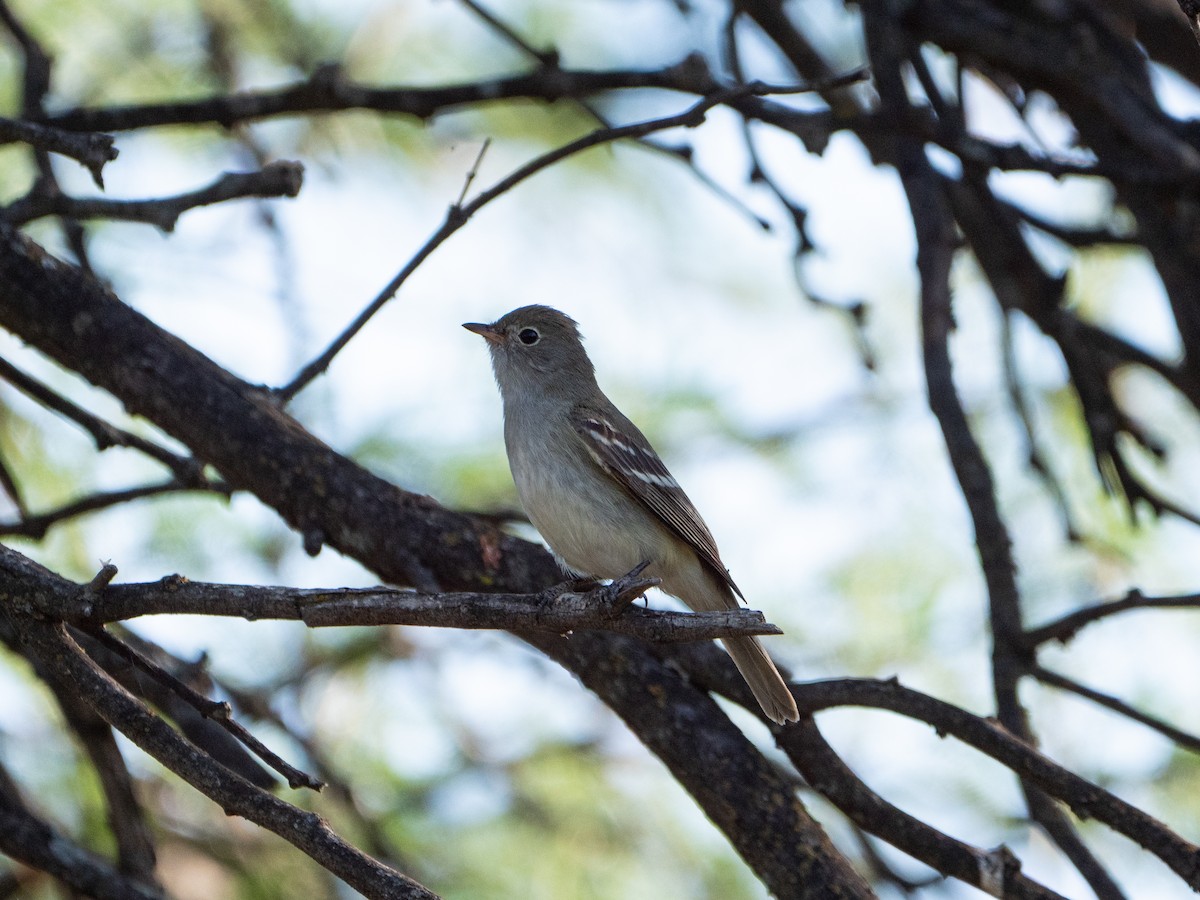Small-billed Elaenia - ML645908839