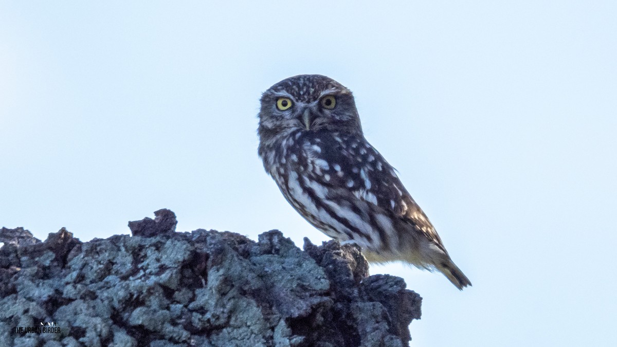 sýček obecný - ML645908840