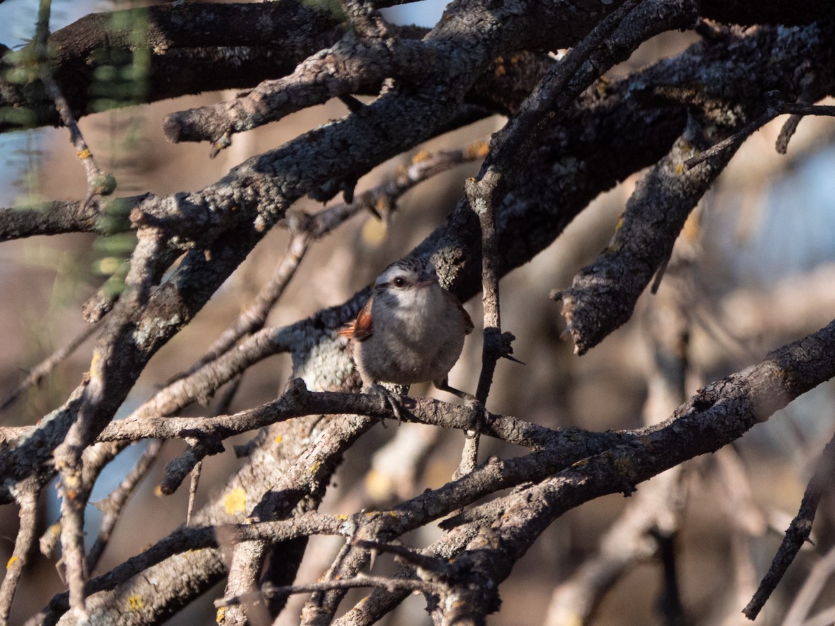 Stripe-crowned Spinetail - ML645908844
